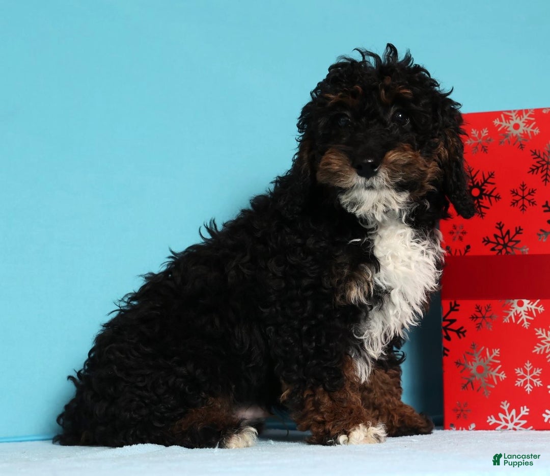 Mini Bernedoodle dogs for sale: Almond - Ad 3