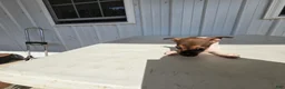 Chihuahua dogs for sale: Charlie - Ad 3