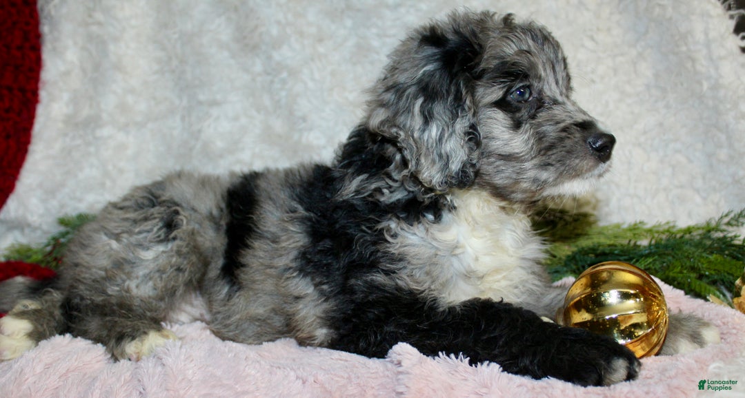 Bernedoodle dogs for sale: Daisy  - Ad 4
