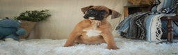 Boxer dogs for sale: Cleo - Ad 6