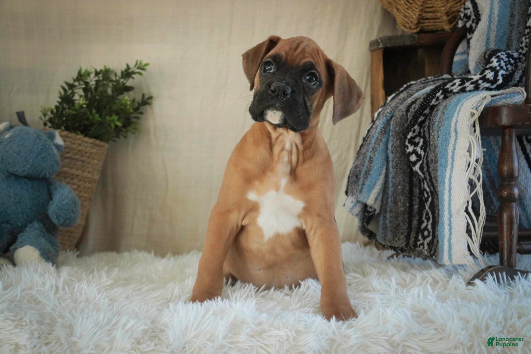 Boxer dogs for sale: Cleo - Ad 6
