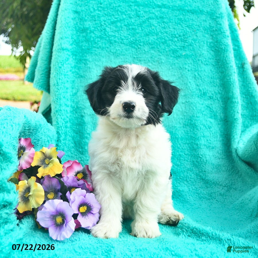 Bordoodle dogs Daisy  - Ad 2