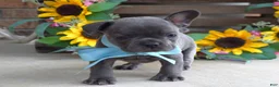 French Bulldog dogs for sale: Louie - Ad 3