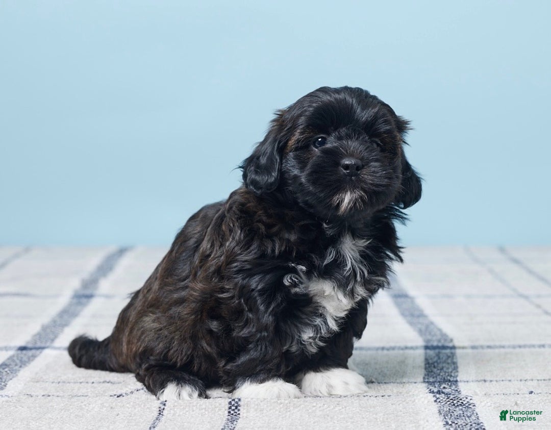 Shihpoo dogs for sale: Millie - Ad 3