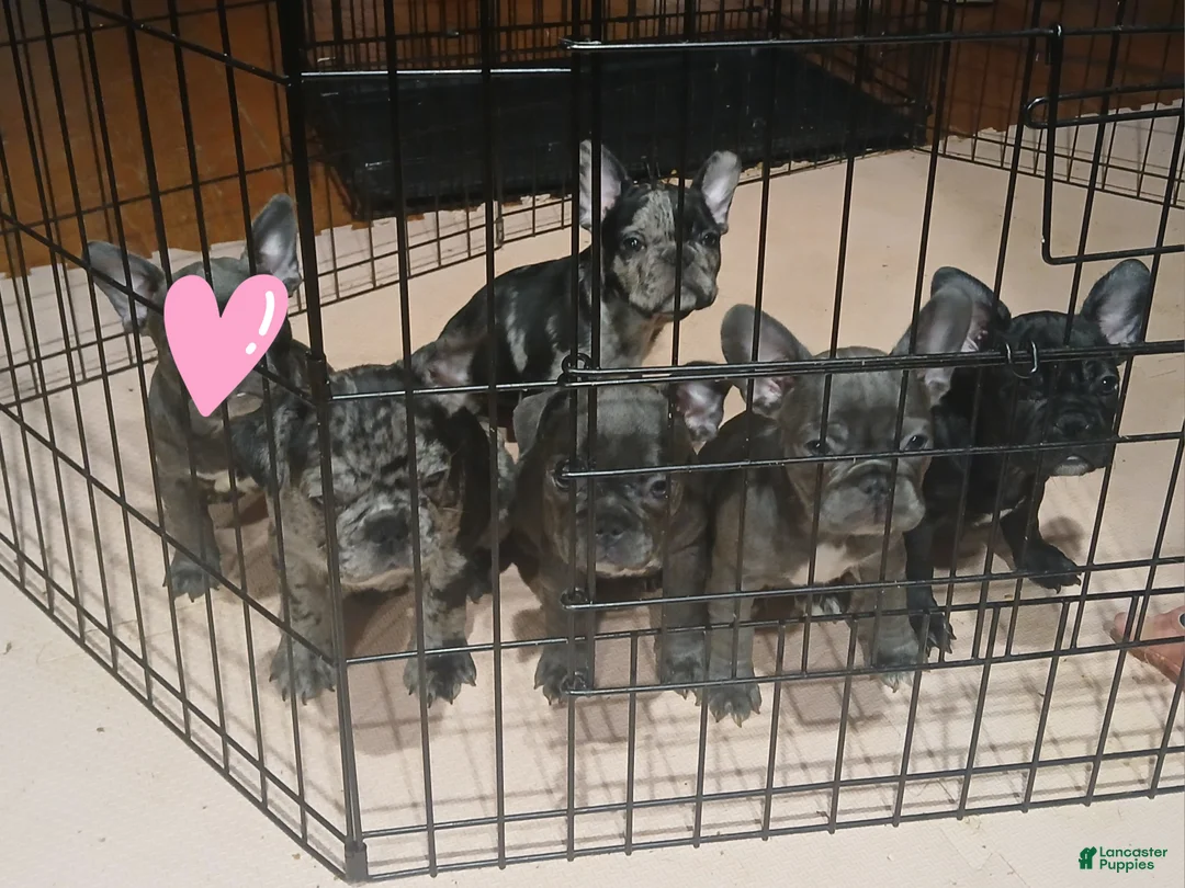 French Bulldog dogs for sale: Lily - Ad 8