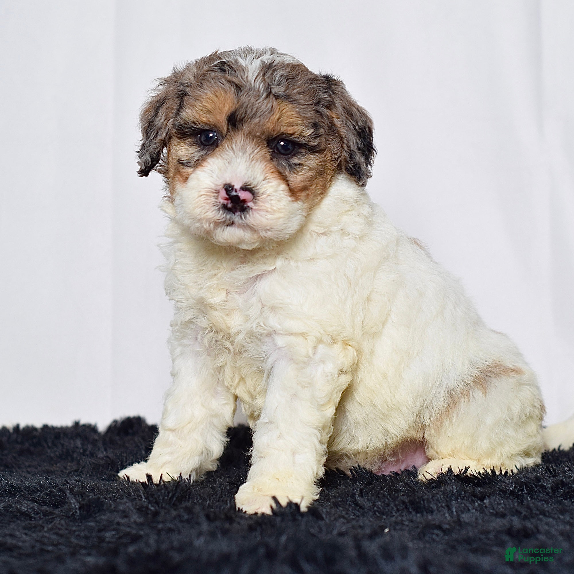Mini Goldendoodle dogs for sale: Mr. Kirk - Ad 7