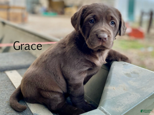Labrador Retriever dogs Grace - Ad 6