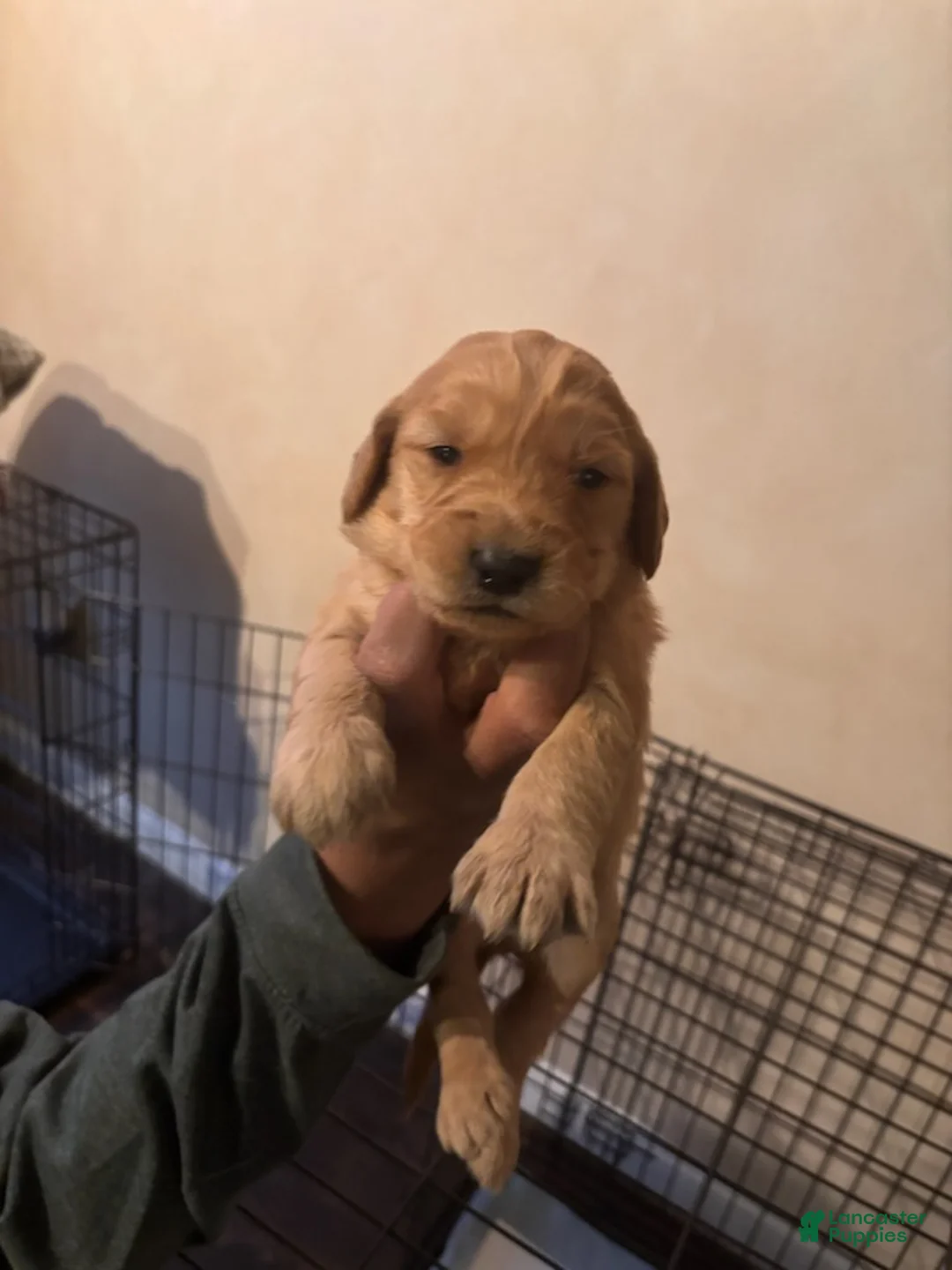 Goldendoodle dogs for sale: Goldendoodle Puppy 2 - Ad 1