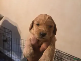 Goldendoodle dogs Goldendoodle Puppy 2 - Ad 10