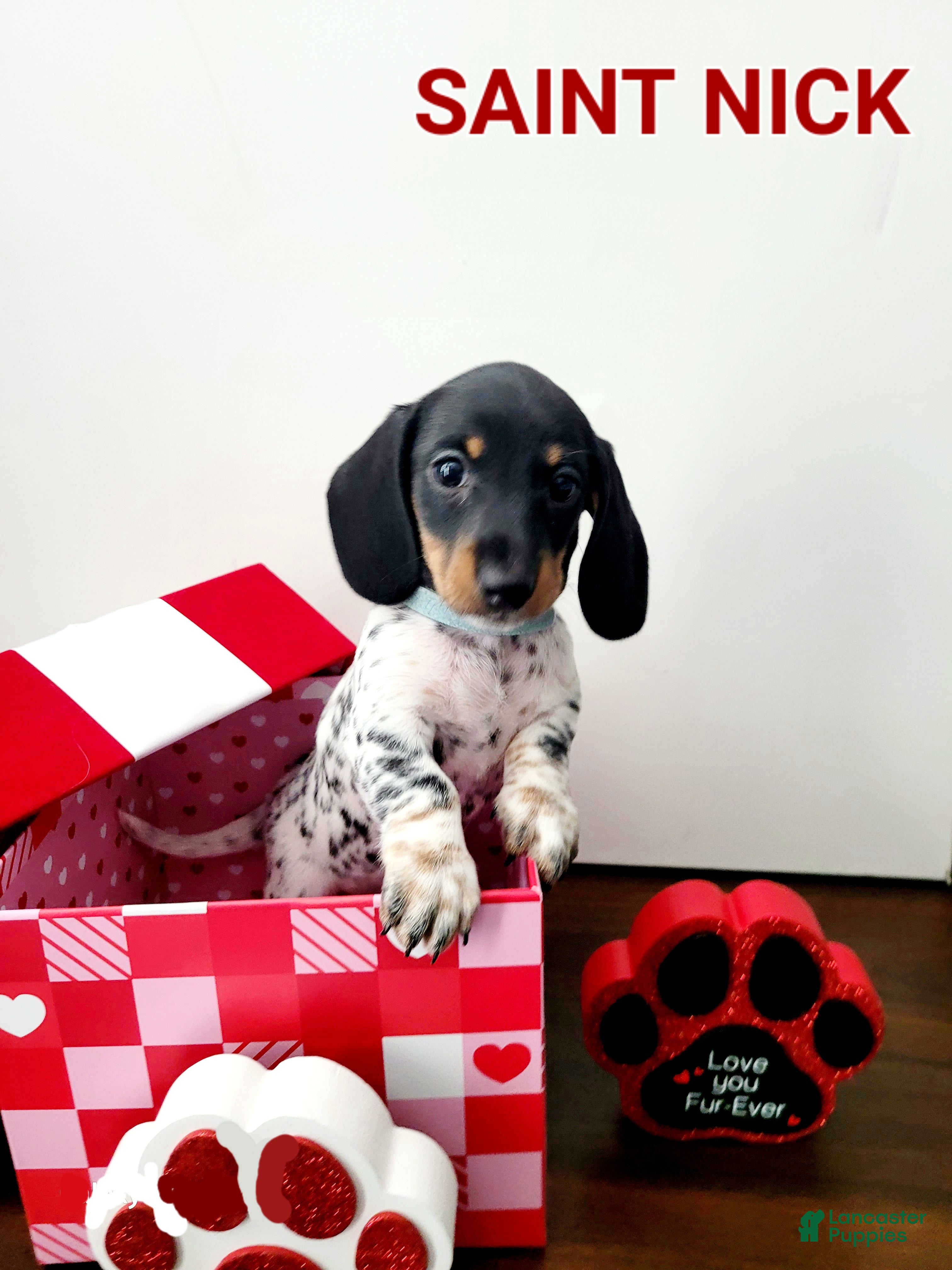Miniature Dachshund dogs for sale: Saint Nick Miniature Dachshund Puppy 4 - Ad 3
