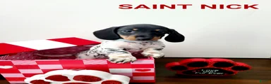Saint Nick Miniature Dachshund Puppy 4