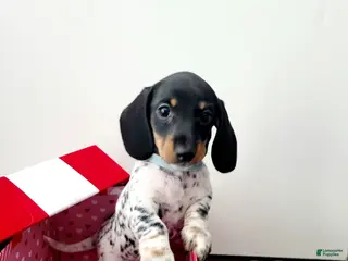 Miniature Dachshund dogs for sale: Saint Nick Miniature Dachshund Puppy 4 - Ad 3