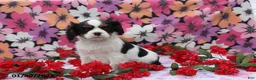Cavalier King Charles Spaniel dogs for sale: Lacey - Ad 2