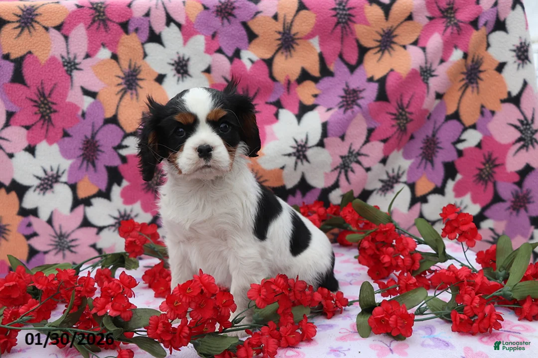 Cavalier King Charles Spaniel dogs for sale: Lacey - Ad 2