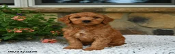Mini Goldendoodle dogs for sale: Ace - Ad 3