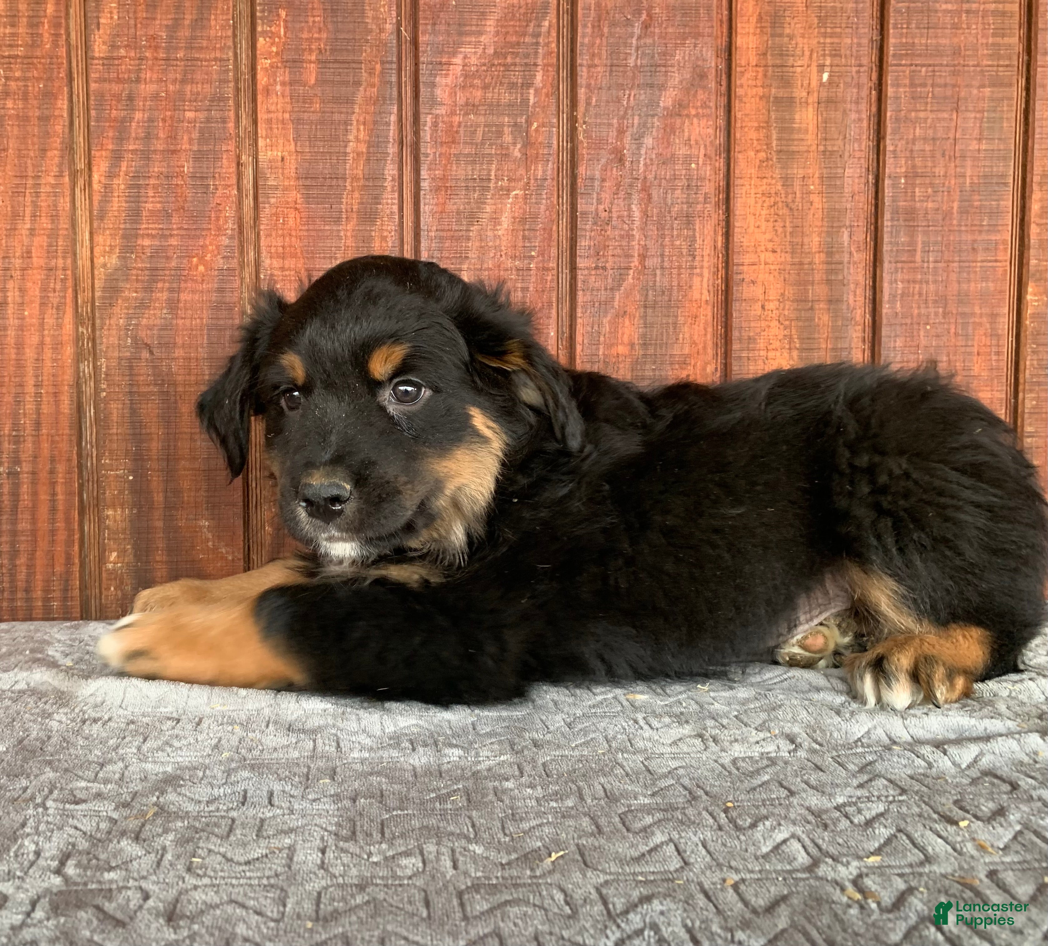 Mixed Breed dogs Joe - Ad 35