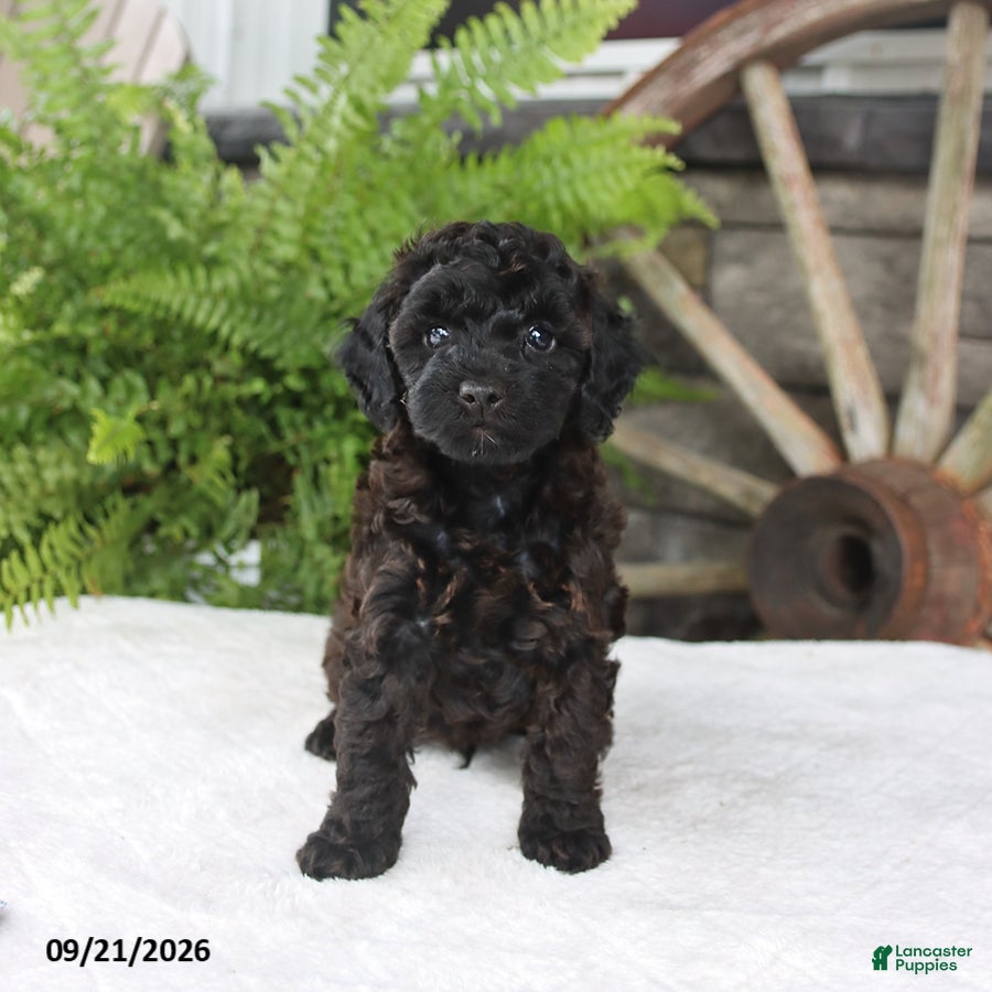 Toy Poodle dogs Pepper - Ad 1