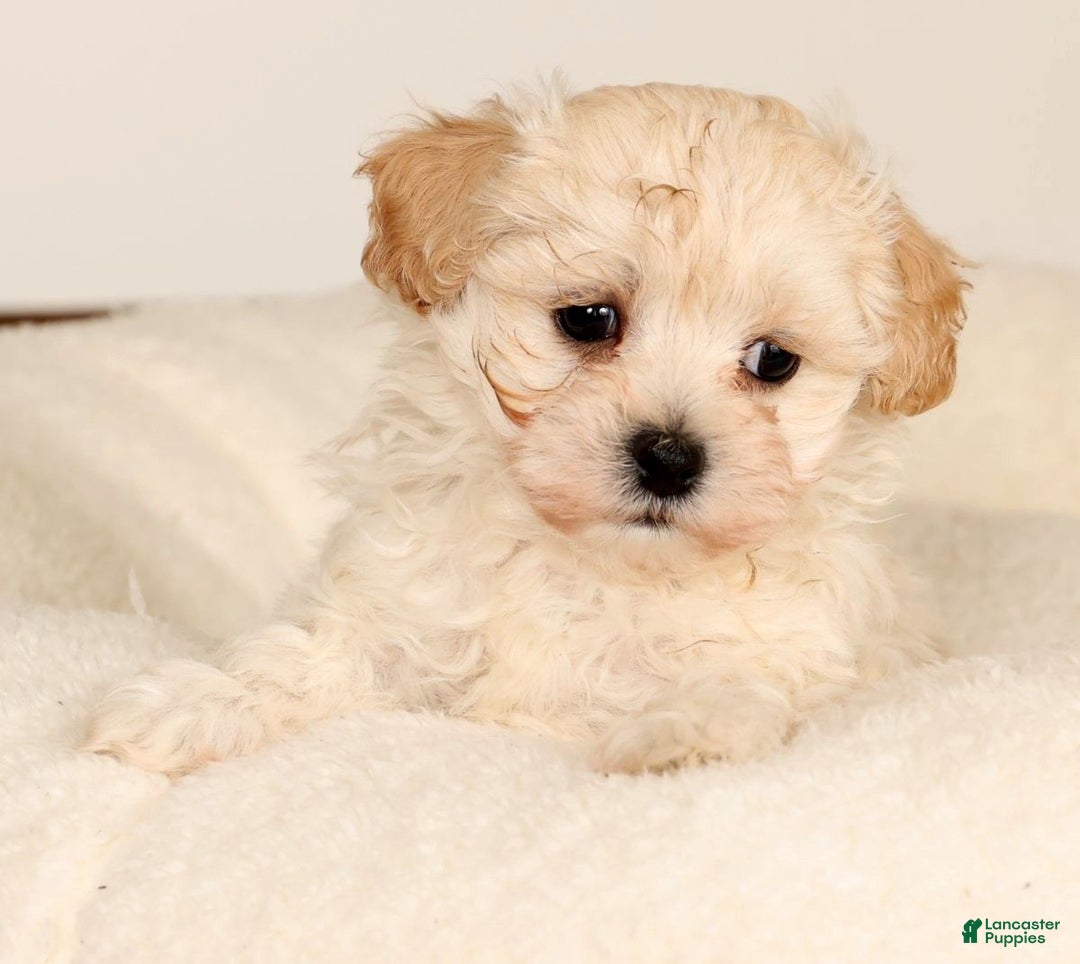 Maltipoo dogs for sale: Danny - Ad 5