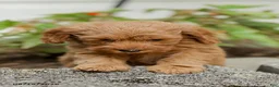 Mini Goldendoodle dogs for sale: Leon - Ad 7