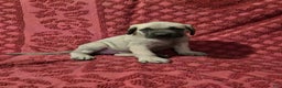 English Mastiff dogs for sale: Susie - Ad 3