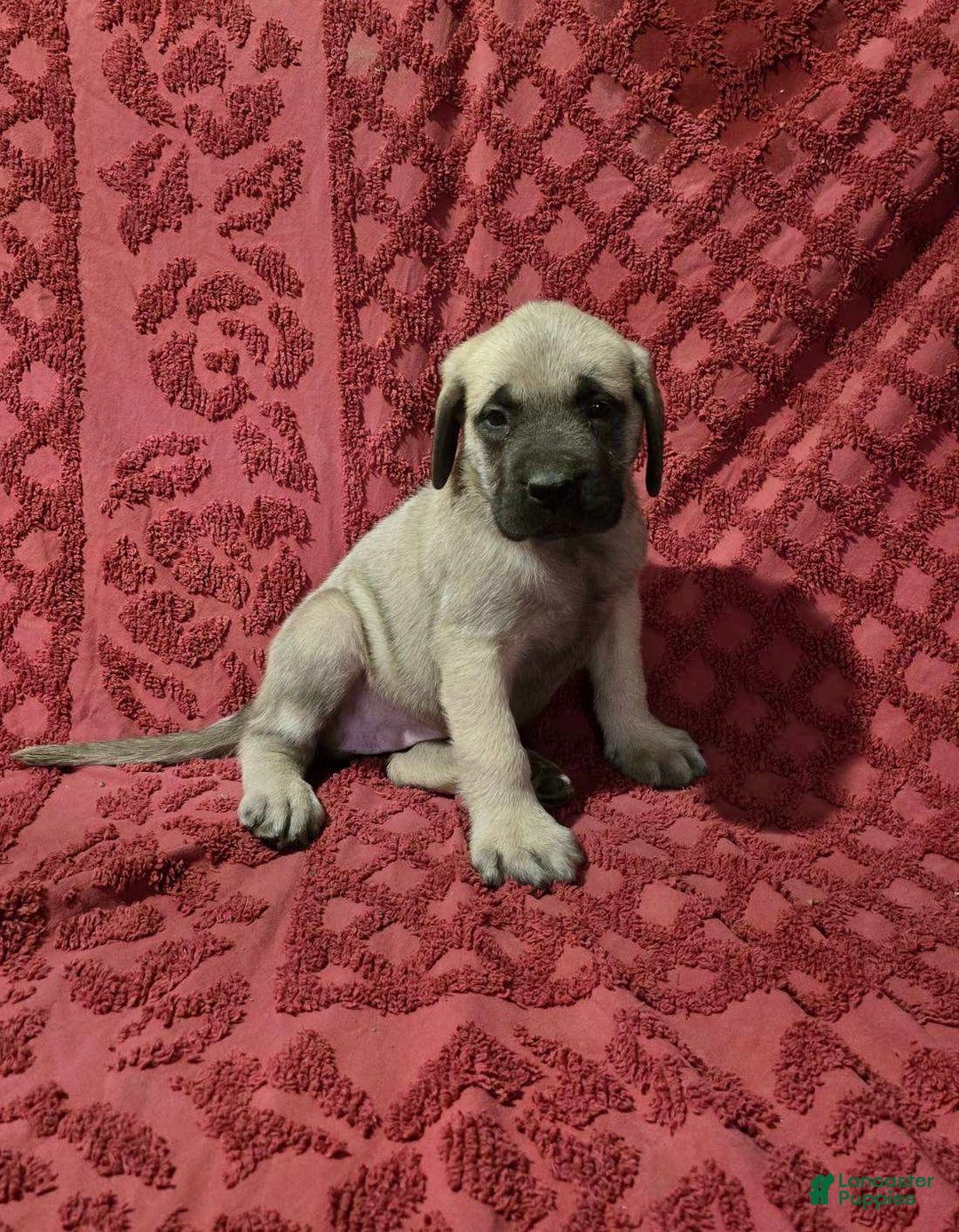 English Mastiff dogs for sale: Susie - Ad 3