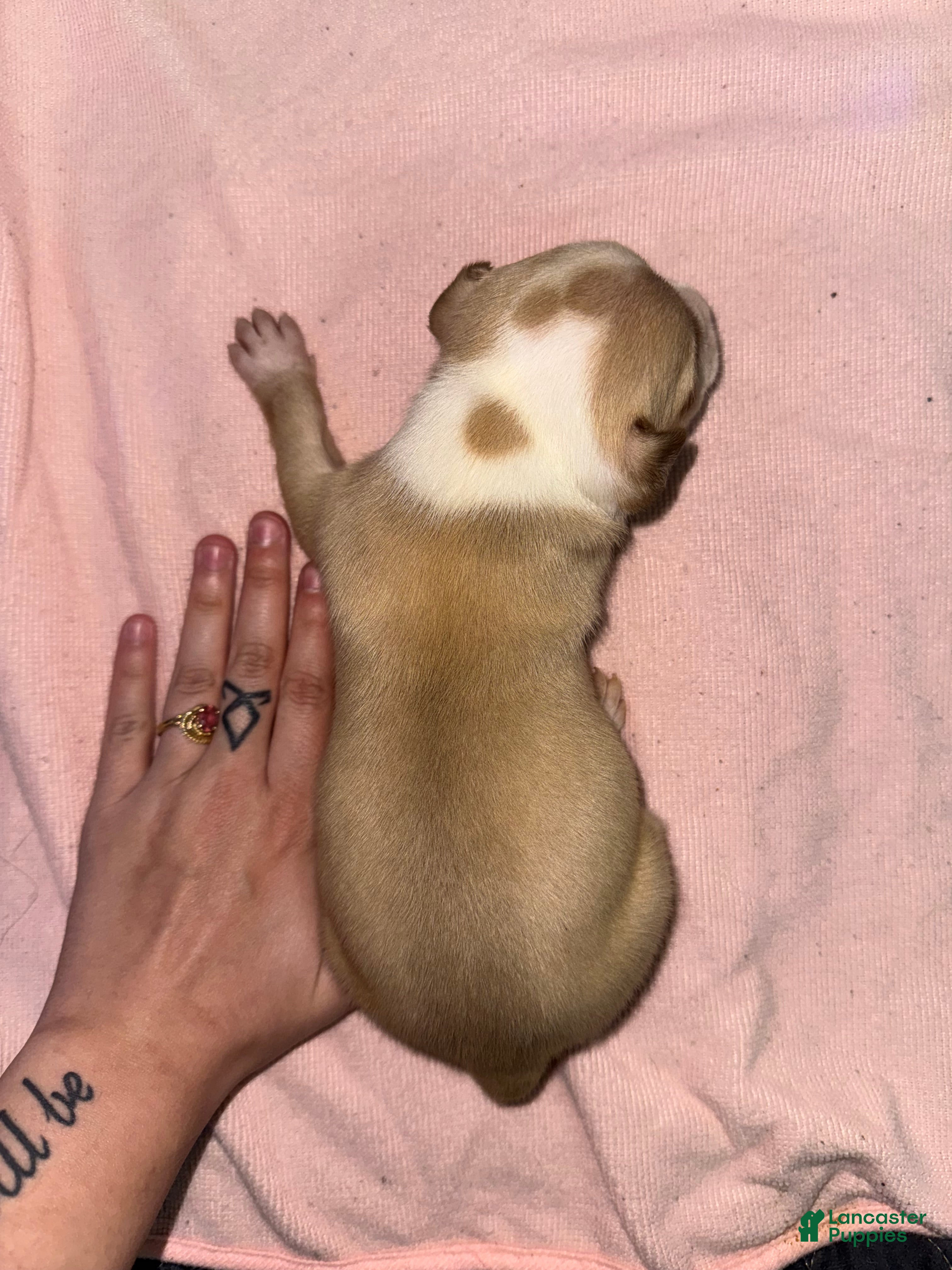 American Pit Bull Terrier dogs American Pit Bull Terrier Puppy 1 - Ad 15