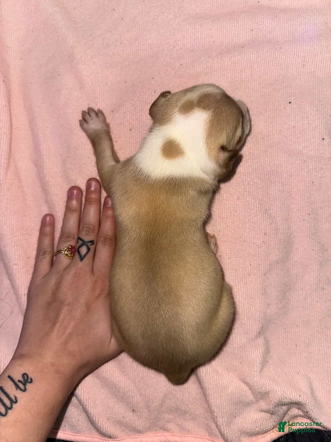 American Pit Bull Terrier dogs for sale: American Pit Bull Terrier Puppy 1 - Ad 1