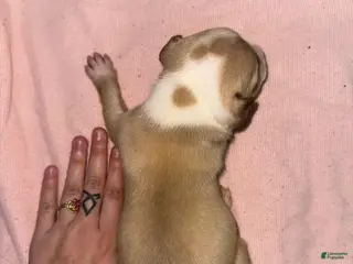 American Pit Bull Terrier dogs American Pit Bull Terrier Puppy 1 - Ad 15