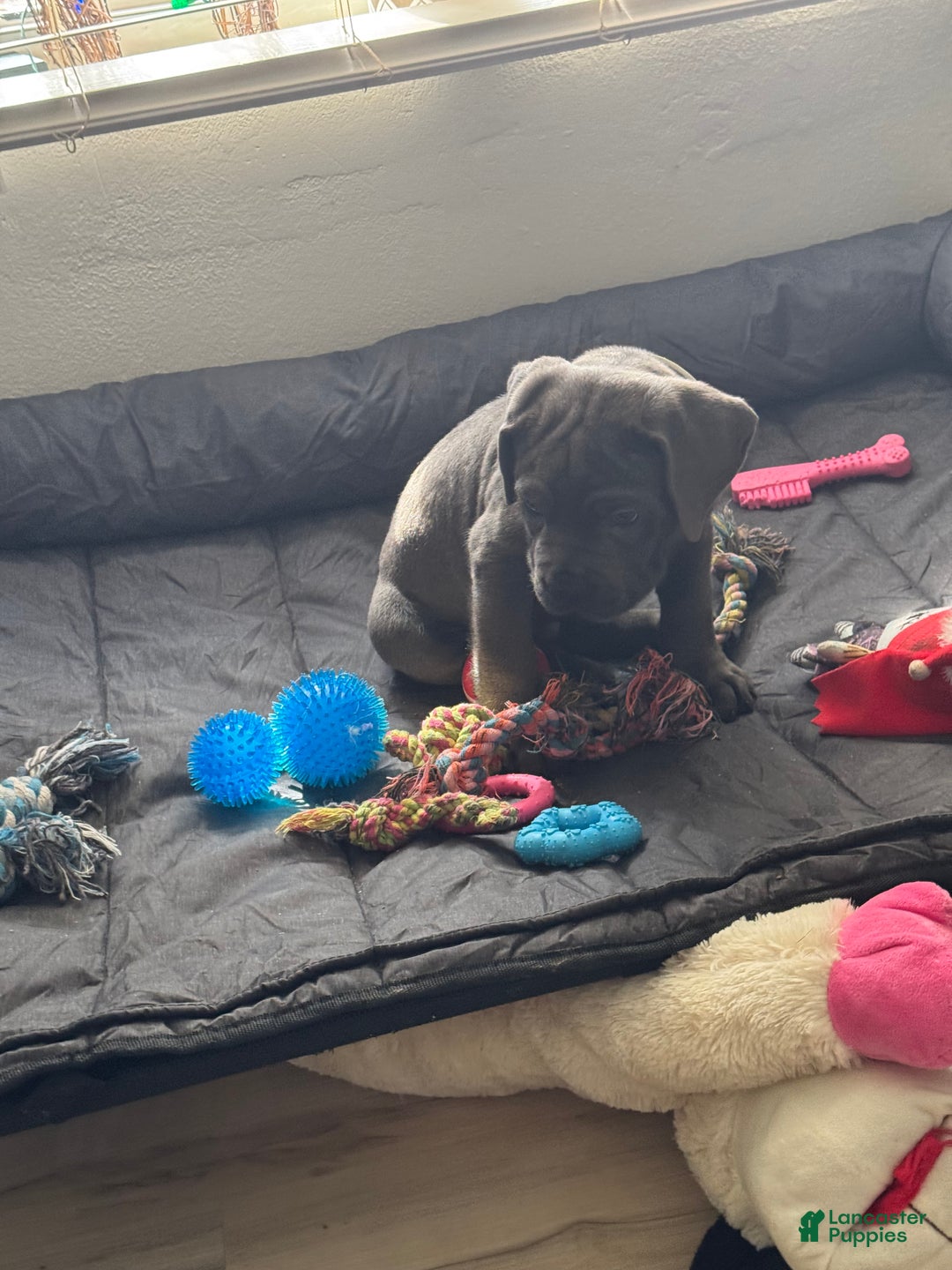 Cane Corso dogs for sale: Anre - Ad 2