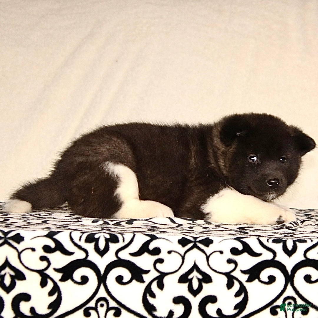 Akita dogs for sale: Alex - Ad 2