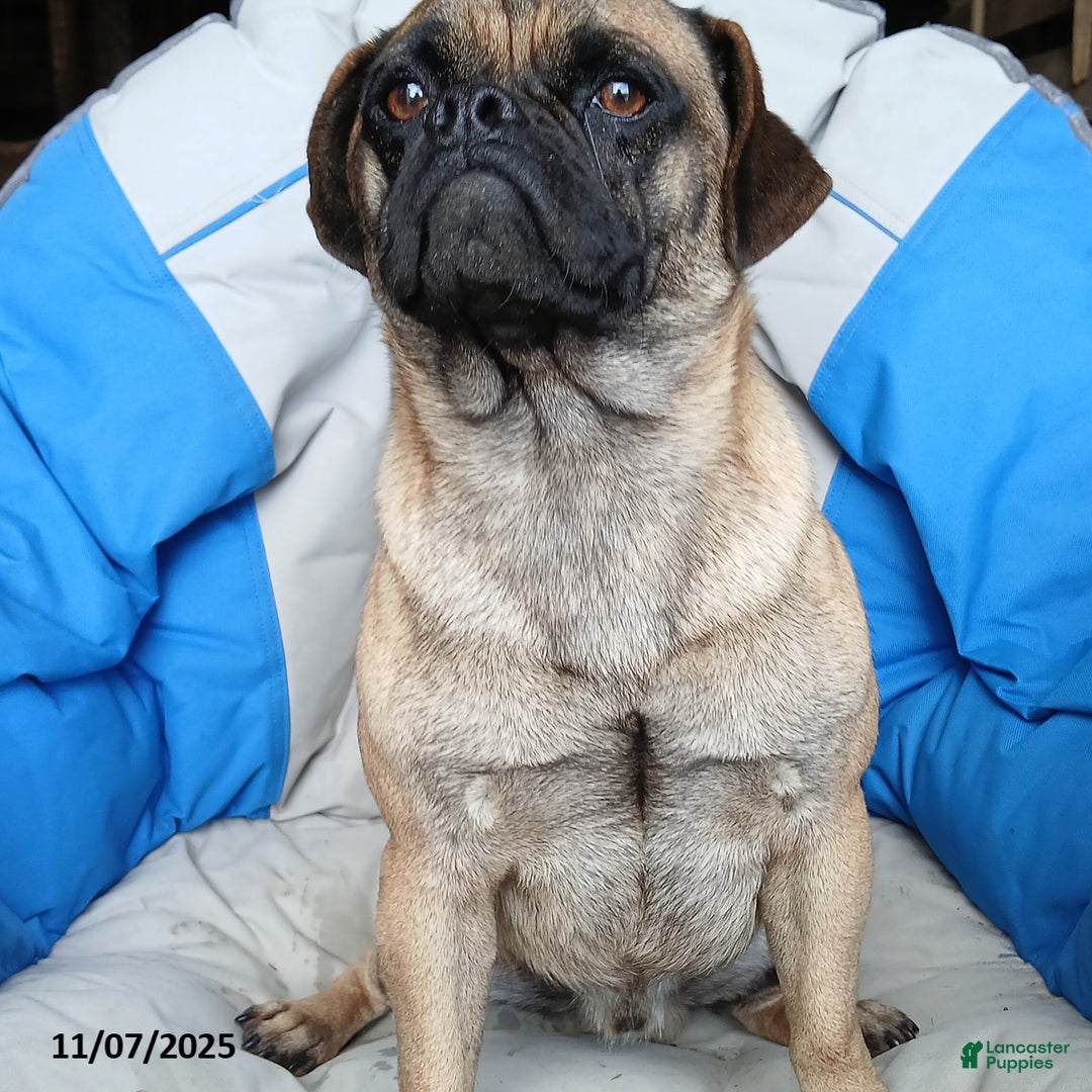 Puggle dogs for sale: Cody - Ad 2