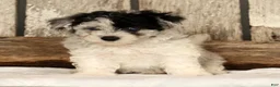 Havapoo dogs for sale: Banjo - Ad 7