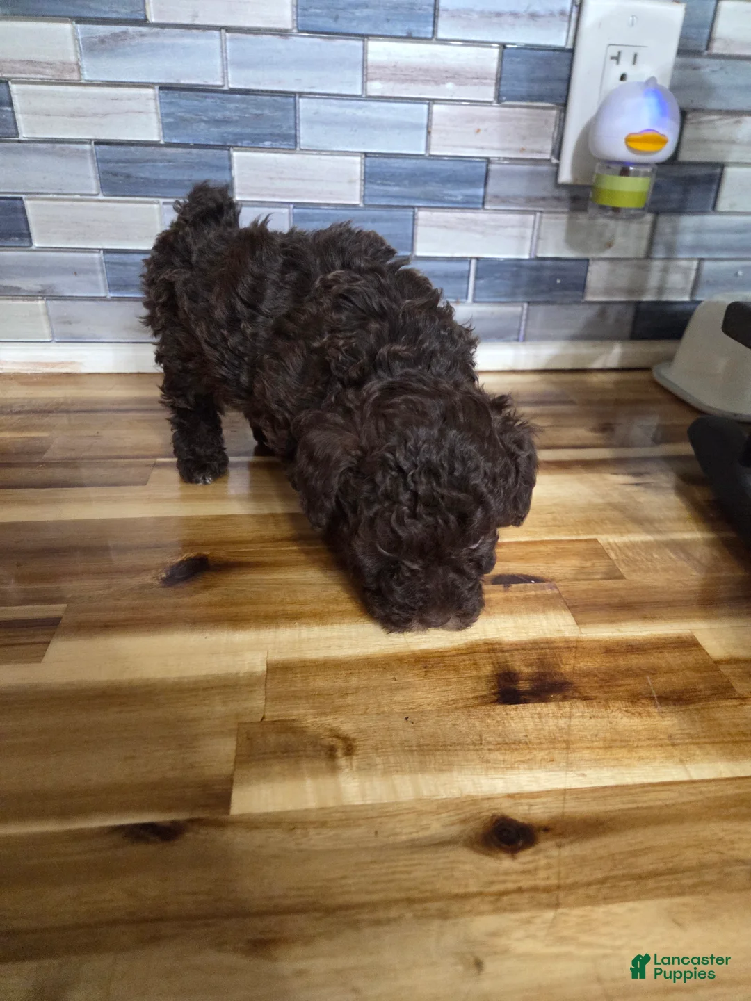 Toy Poodle dogs for sale: Toy Poodle Puppy 2 - Ad 2