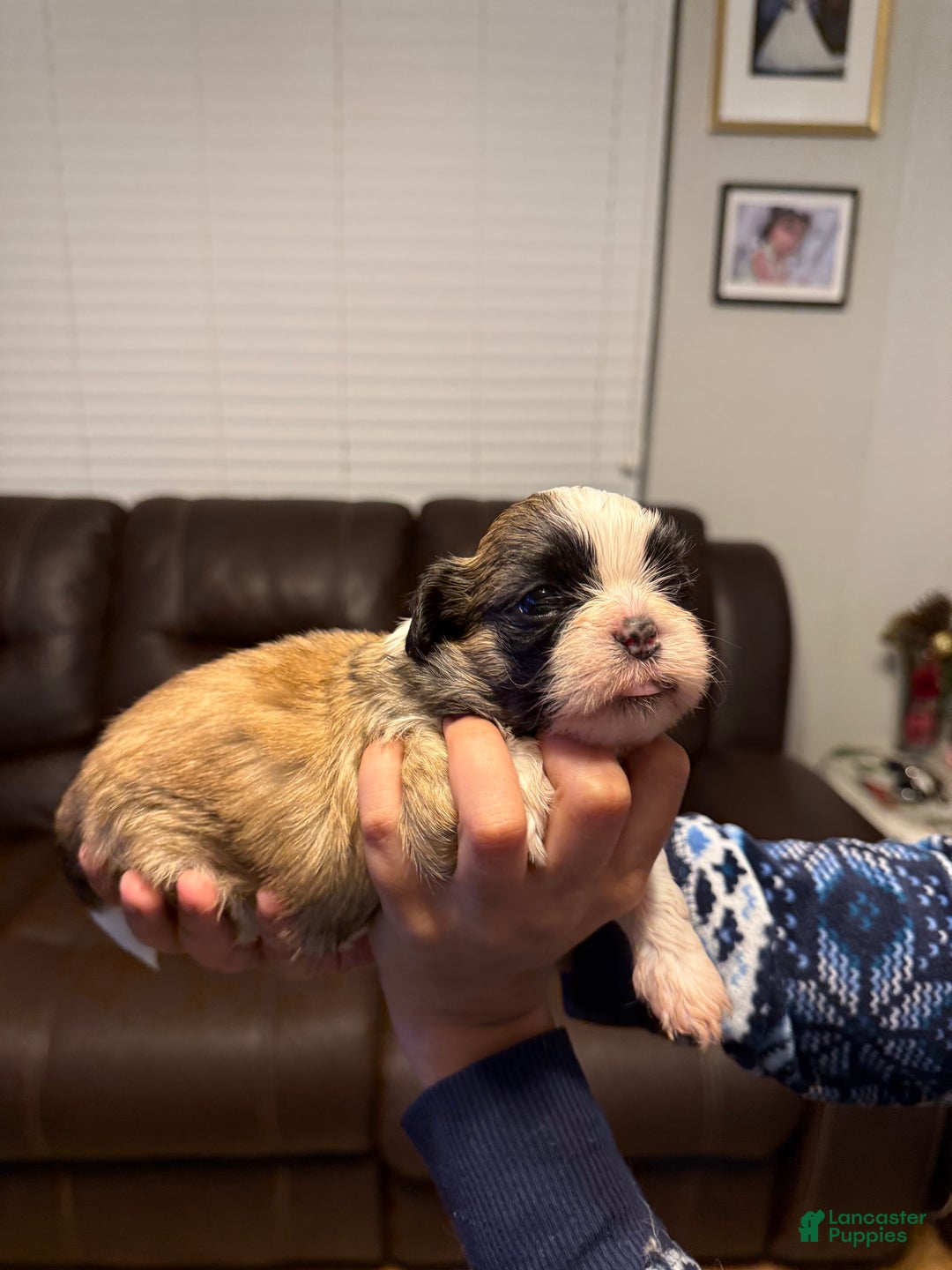 Shih Tzu dogs for sale: Shih Tzu Puppy 2 - Ad 4