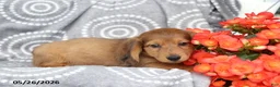 Dachshund dogs for sale: Conner - Ad 1