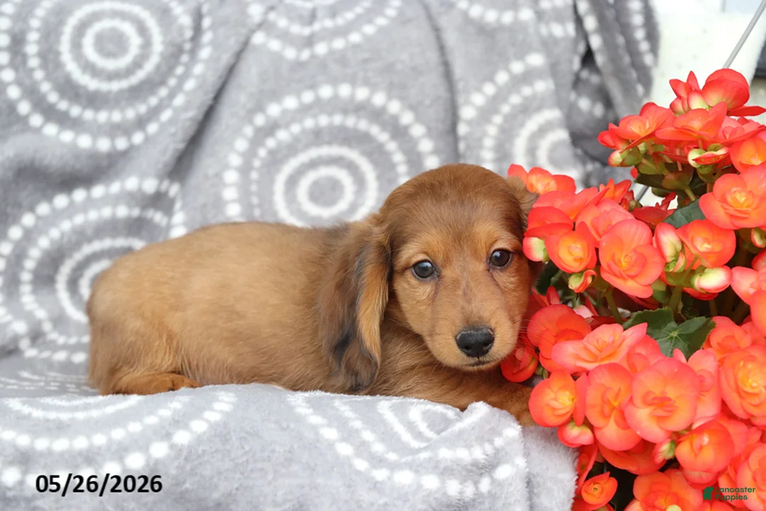 Dachshund dogs for sale: Conner - Ad 1