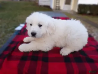 Great Pyrenees dogs Great Pyrenees Puppy 3 King - Ad 16
