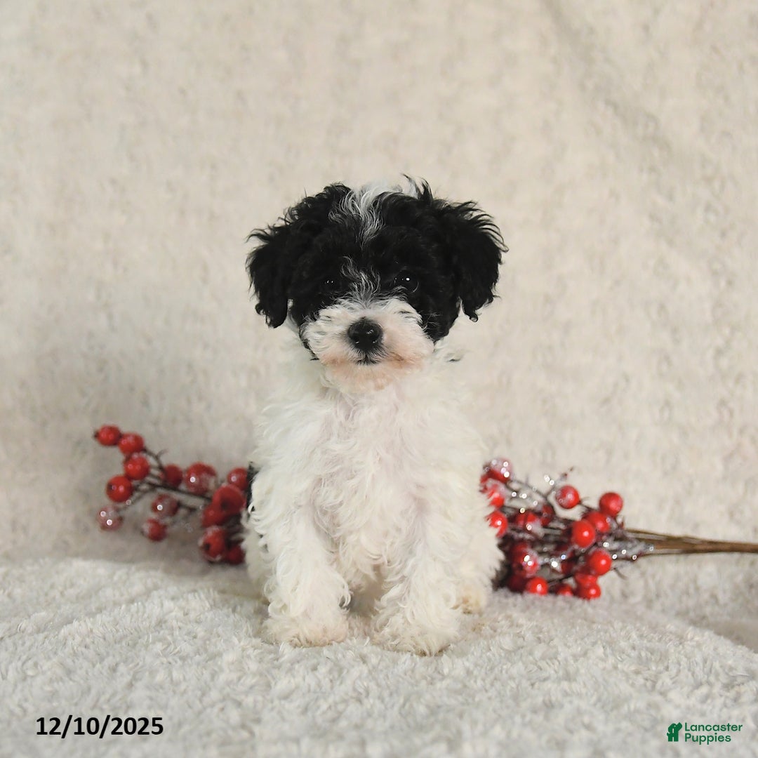 Yorkiepoo dogs for sale: Sally - Ad 4