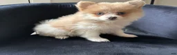 Pomeranian dogs for sale: Shelly - Ad 4