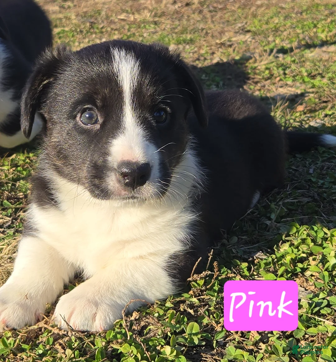 Welsh Corgi Cardigan dogs for sale: Welsh Corgi Cardigan Puppy 3 - Ad 1