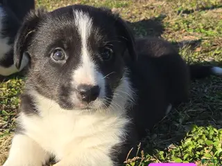 Welsh Corgi Cardigan dogs for sale: Welsh Corgi Cardigan Puppy 3 - Ad 2