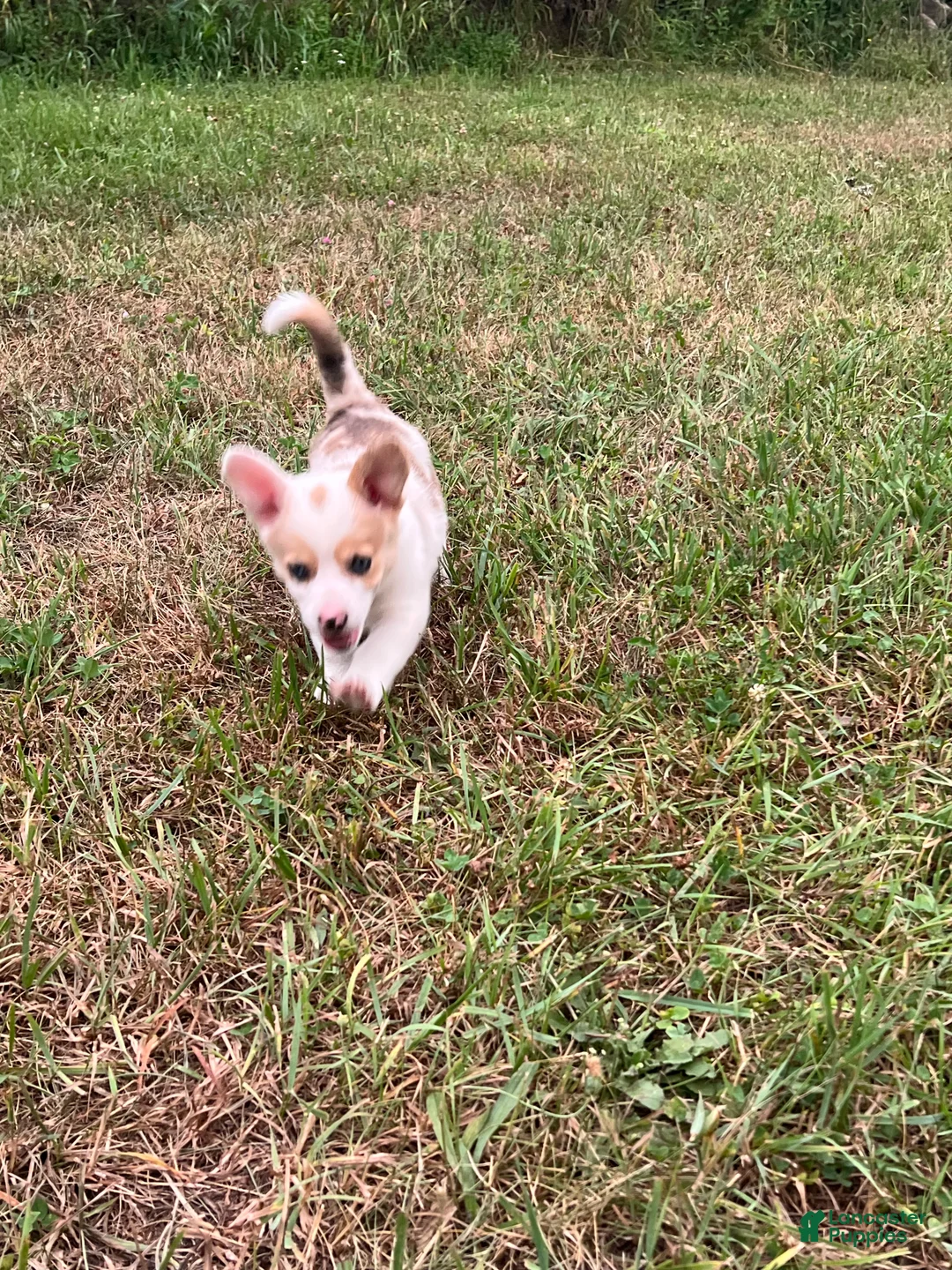 Mixed Breed dogs for sale: Lady - Ad 2