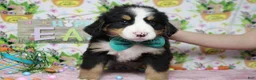 Bernese Mountain Dog dogs for sale: Moose  - Ad 4