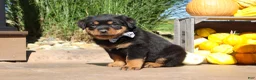 Rottweiler dogs for sale: Ranger - Ad 6