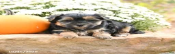 Morkie dogs for sale: Donna - Ad 4
