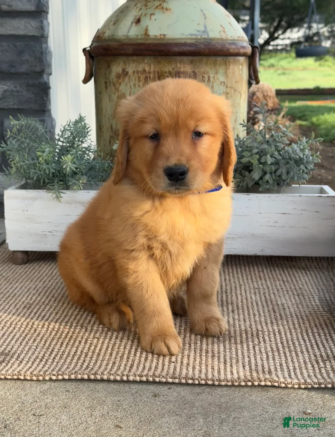 Golden Retriever dogs for sale: Walter - Ad 1