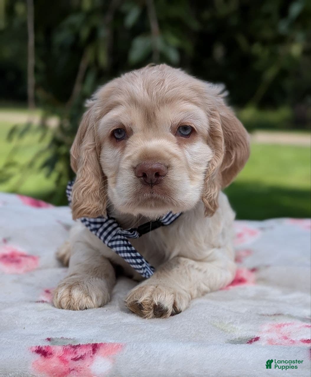 Cocker Spaniel dogs Cooper - Ad 2