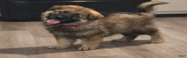 Bandit