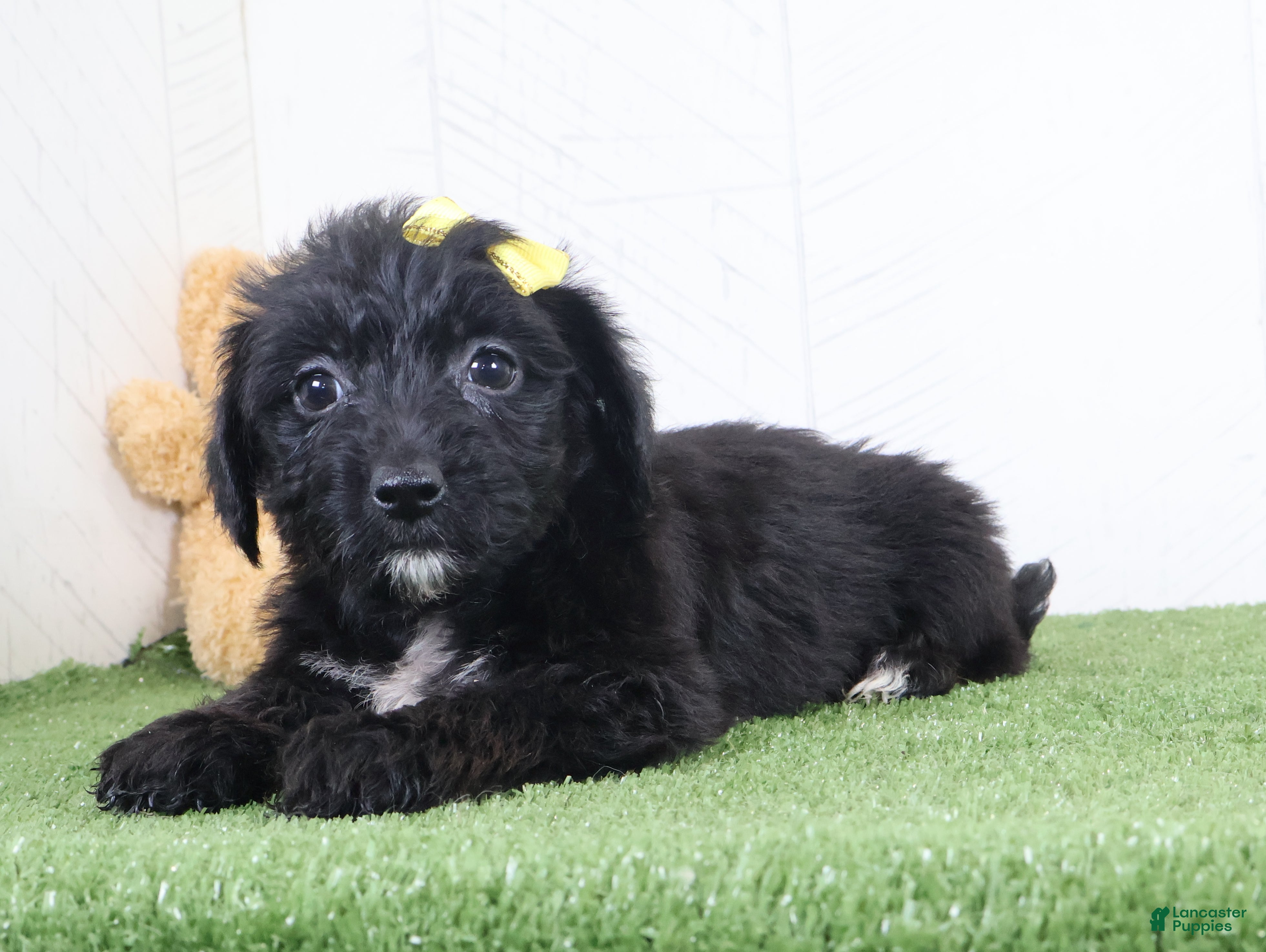 Yochon dogs for sale: Pixel - Ad 1