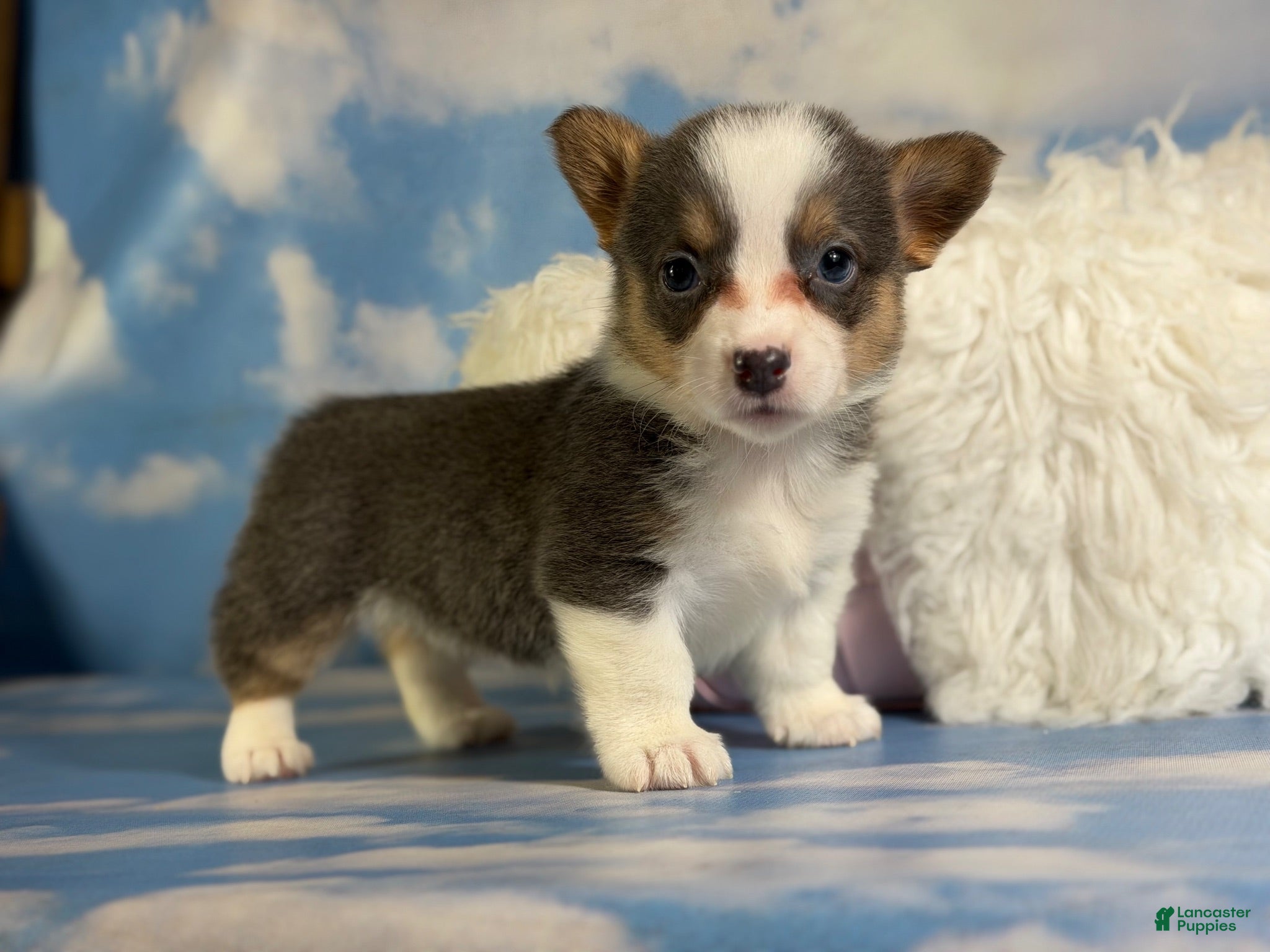 Welsh Corgi Pembroke dogs ACA Dixie natural bobtail Bluie fluffy carrier triple clear - Ad 1